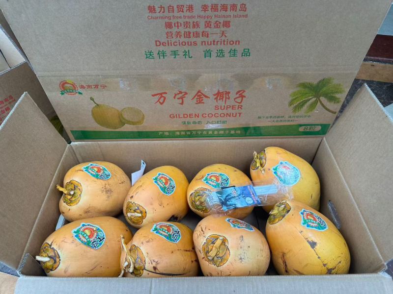海南万宁产地精品黄金椰3-4斤大果40cm周径奶茶