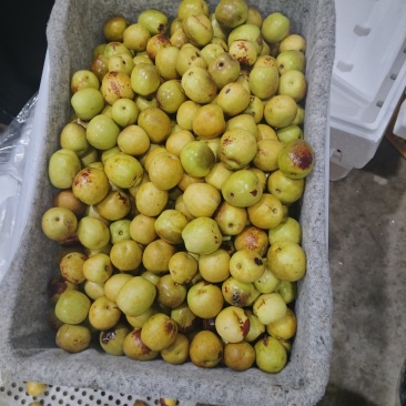 山西运城庙上冬枣