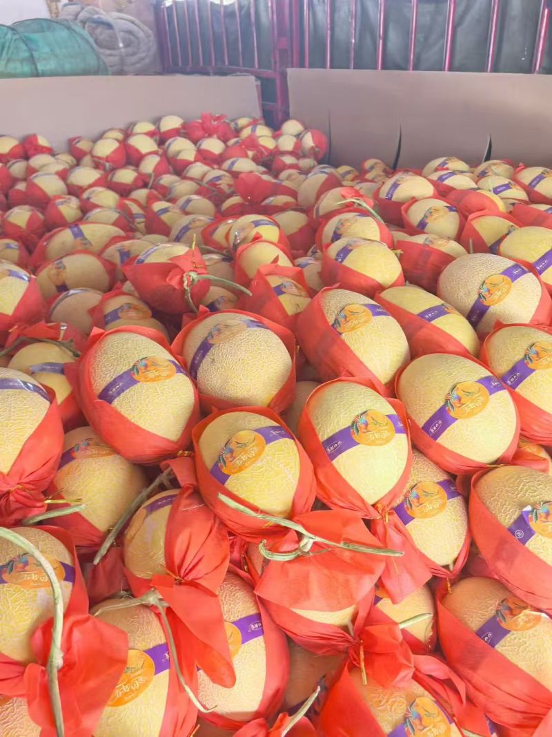 金色年华小蜜25西州蜜17大量现货