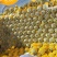 金色年华小蜜25西州蜜17大量现货