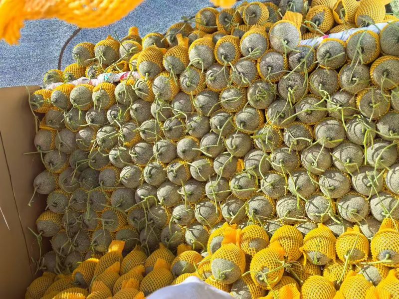 金色年华小蜜25西州蜜17大量现货