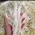 麻竹笋，可加工各规黄笋片，笋条等