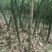 麻竹笋，可加工各规黄笋片，笋条等