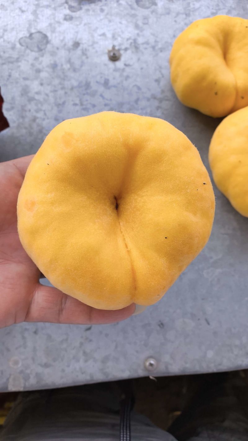 精品蟠桃