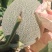西州蜜17