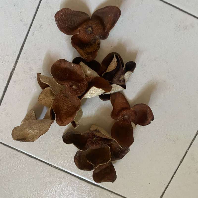 新会陈皮