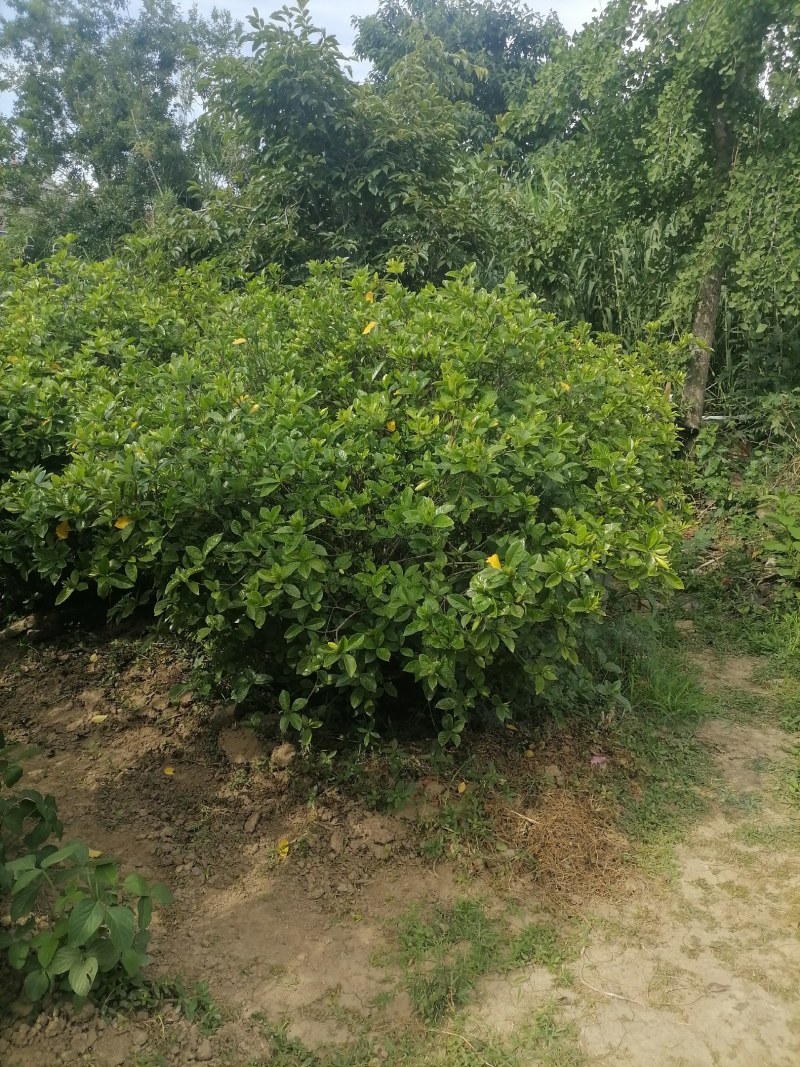 栀子树