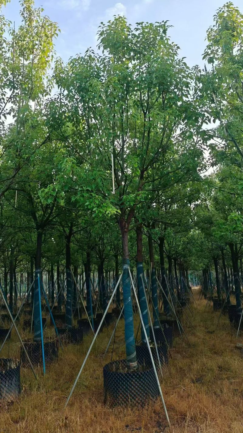 全冠香樟10-25分，大量现货待售