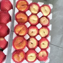 蒙阴蜜桃