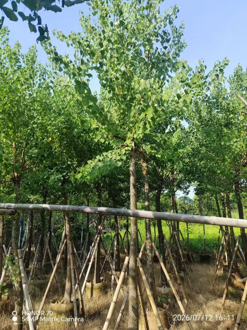 乌桕5-15分，大量现货待售
