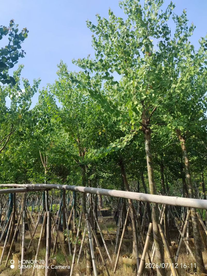 乌桕5-15分，大量现货待售