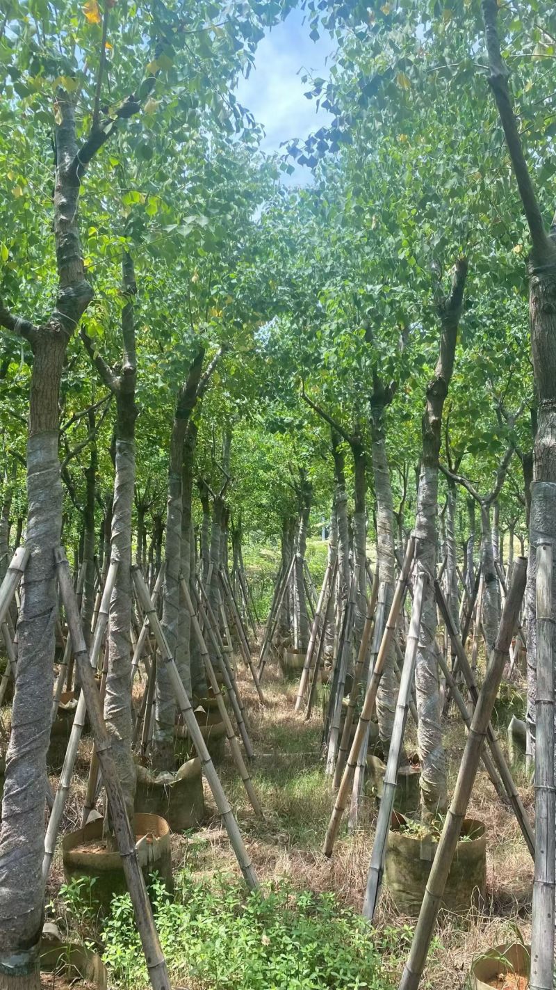 乌桕5-15分，大量现货待售