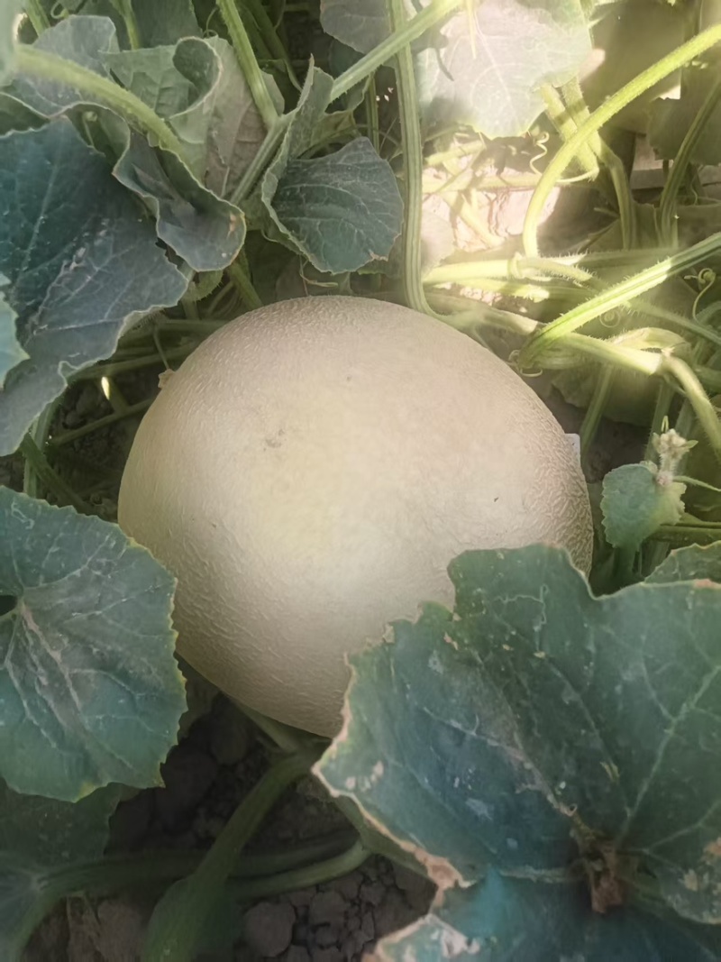 【精品】甘肃哈密瓜银蜜哈密瓜大量上市货源稳定来电优惠