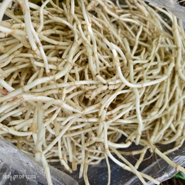 鱼腥草，精品鱼腥草