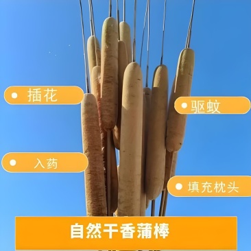 香蒲，纯野生，现摘半湿，纯干。