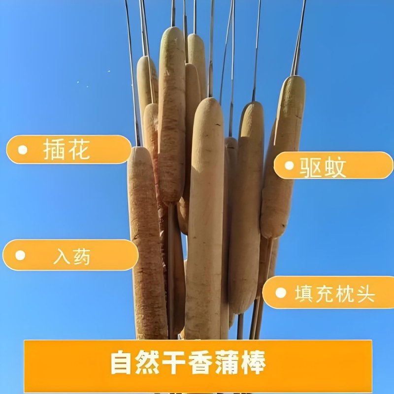 香蒲，纯野生，现摘半湿，纯干。