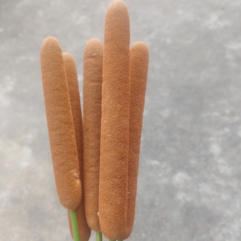 香蒲，纯野生，现摘半湿，纯干。