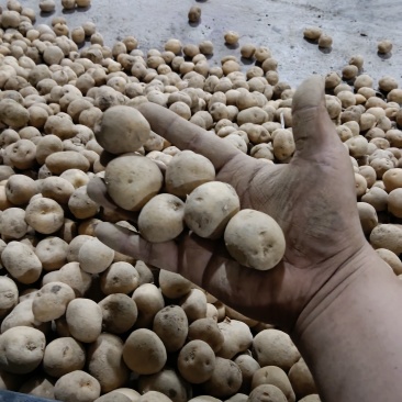 恩施富硒马尔科小土豆