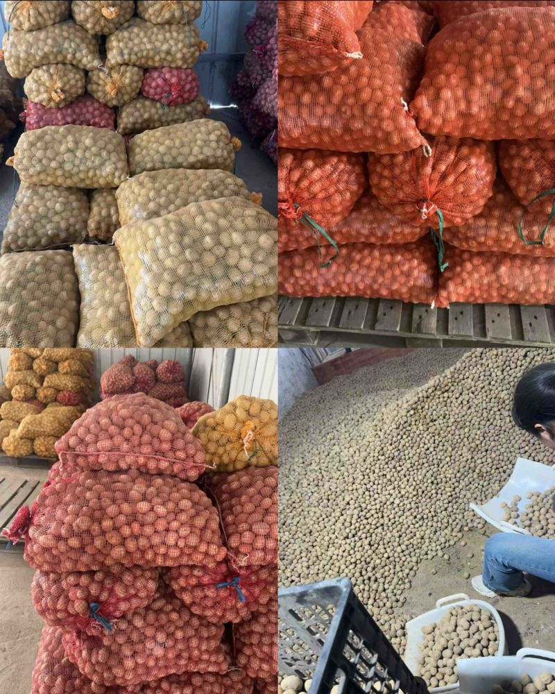 恩施马尔科土豆