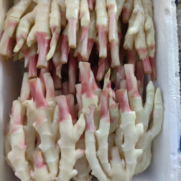 子姜