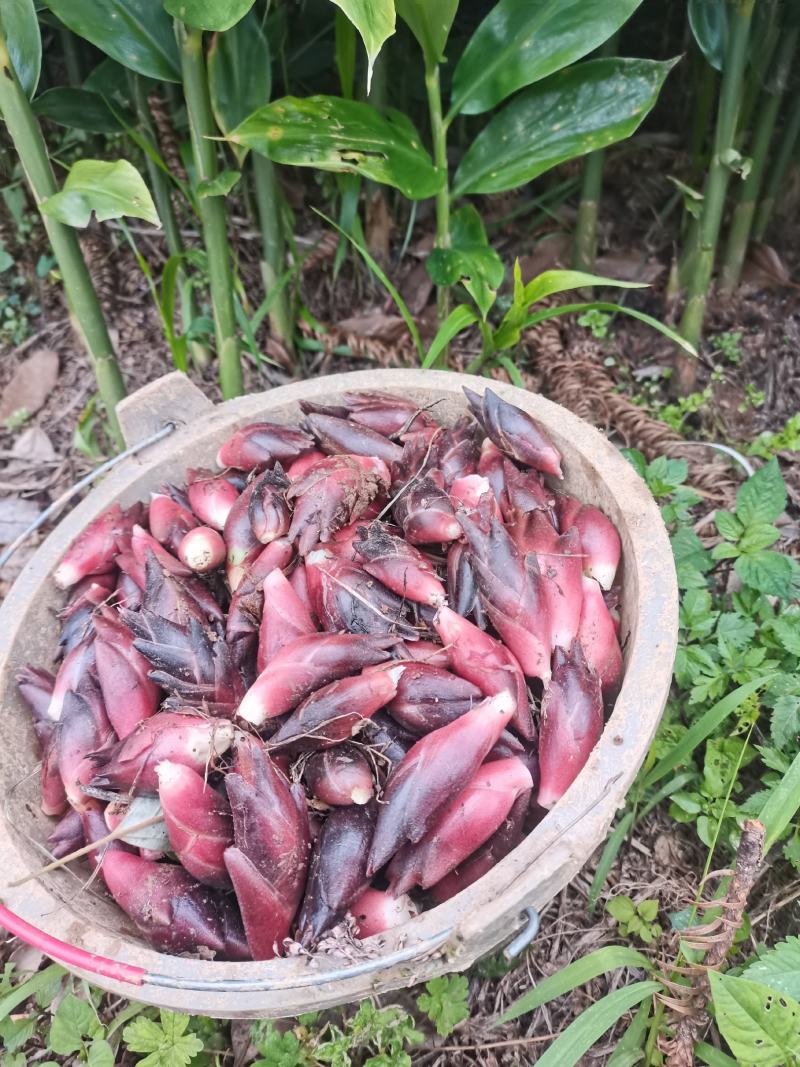 现採新鲜洋荷姜