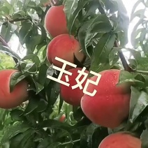 山西运城临猗毛桃