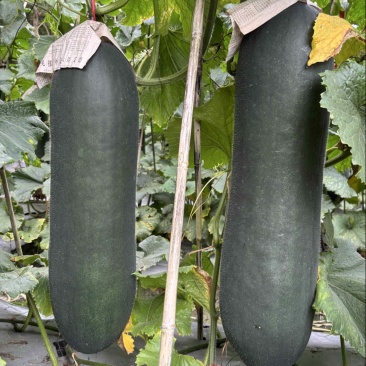 大黑皮冬瓜苗