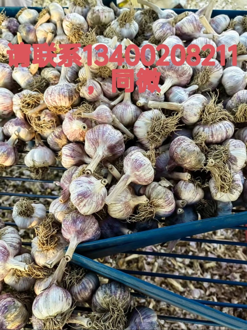 现货供应河北大名紫皮大蒜，农户个体直销！代办