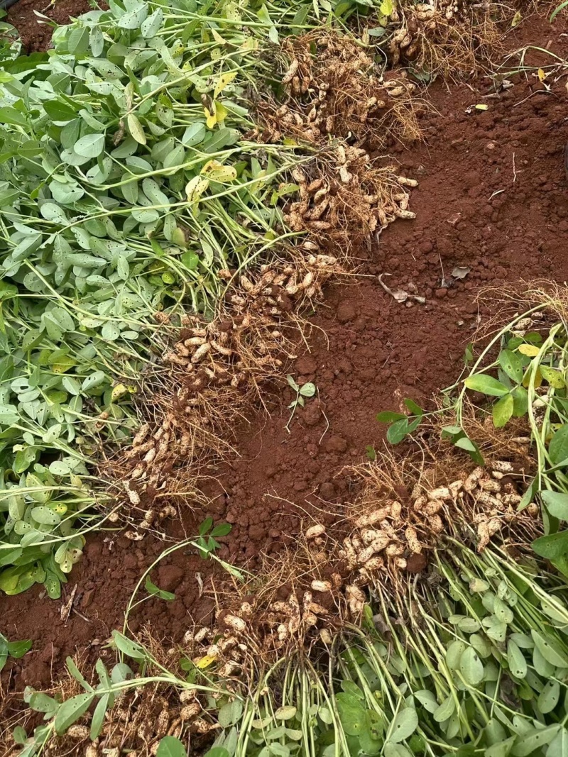 《白沙花生》源头甄选，老板们如有需要可以按你们的要求代收