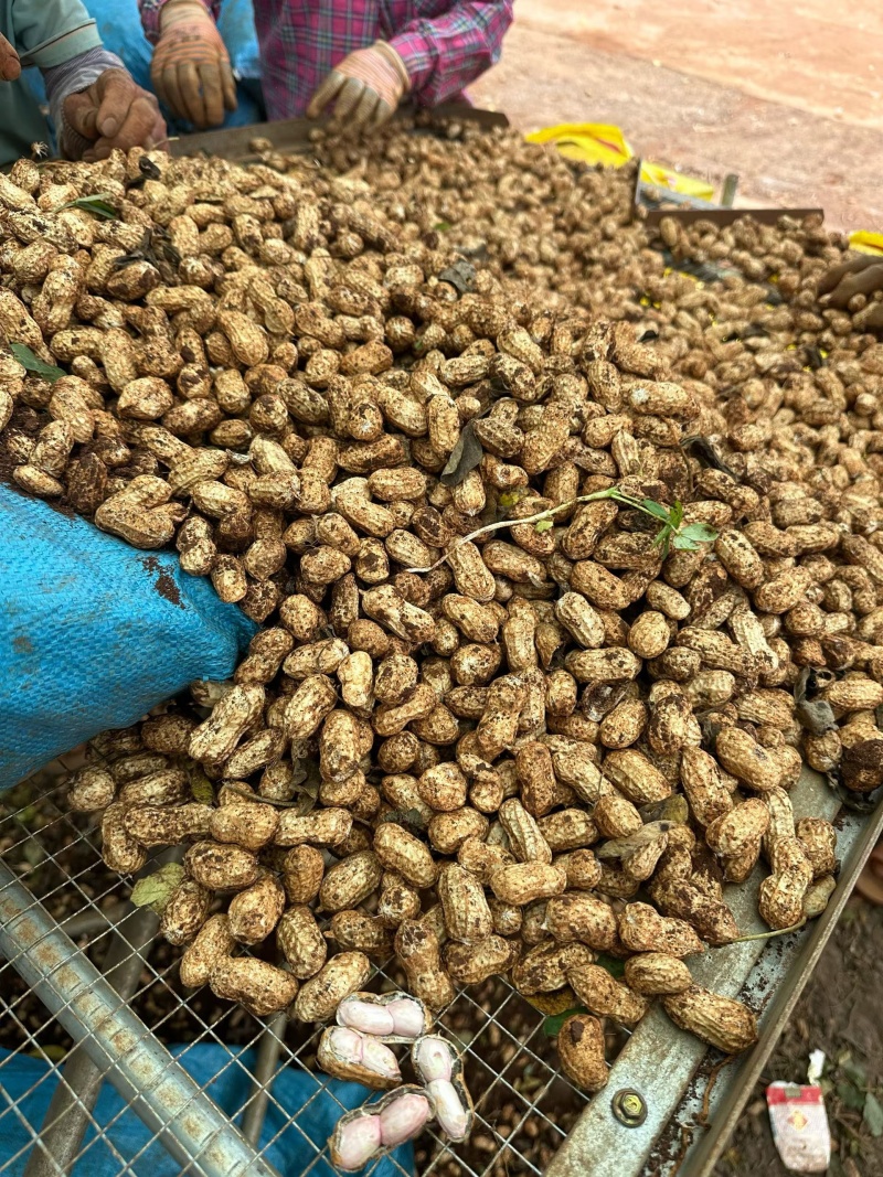 《白沙花生》源头甄选，老板们如有需要可以按你们的要求代收