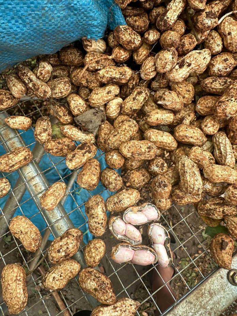 《白沙花生》源头甄选，老板们如有需要可以按你们的要求代收