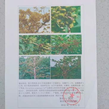 高产药用连翘当年种子包技术包回收产地直发
