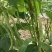 大门白芸豆