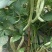 大门白芸豆