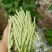 大门白芸豆