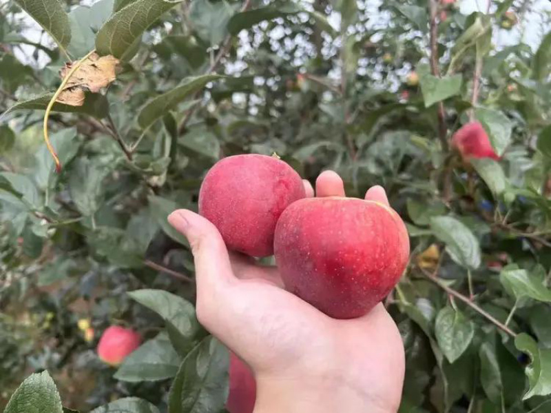 鲁丽苹果大量供应代收代办