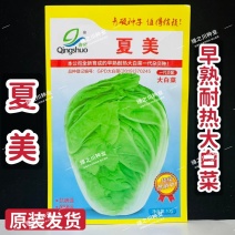 夏美抗热白菜种籽早熟耐热结球大白菜种子夏秋季杂交大白菜种