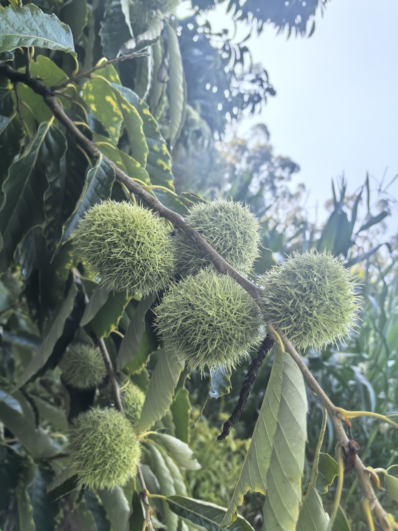 弥勒板栗