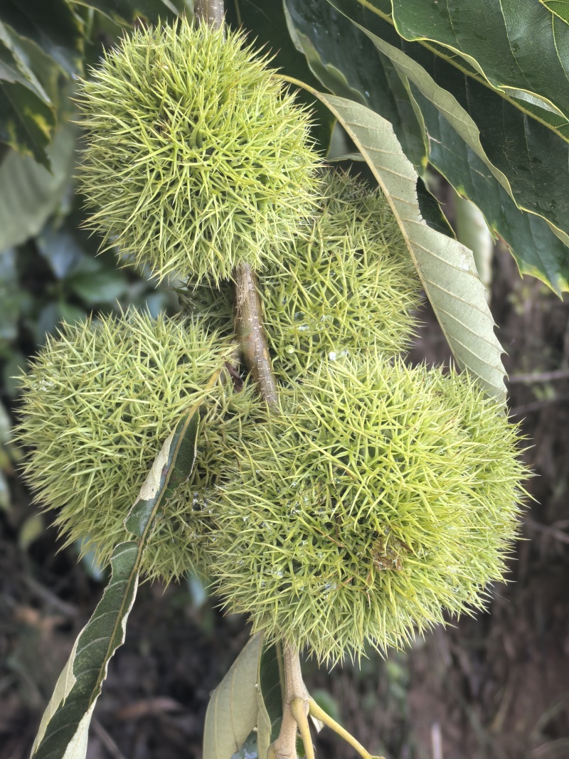 弥勒板栗
