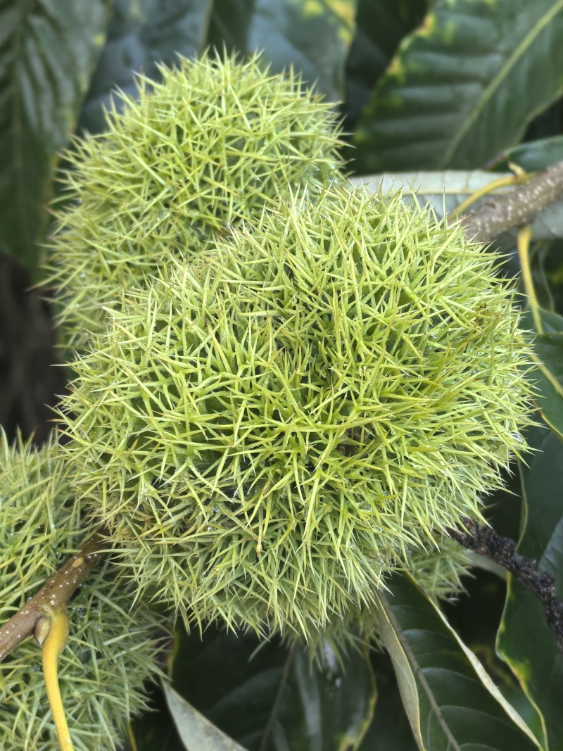 弥勒板栗