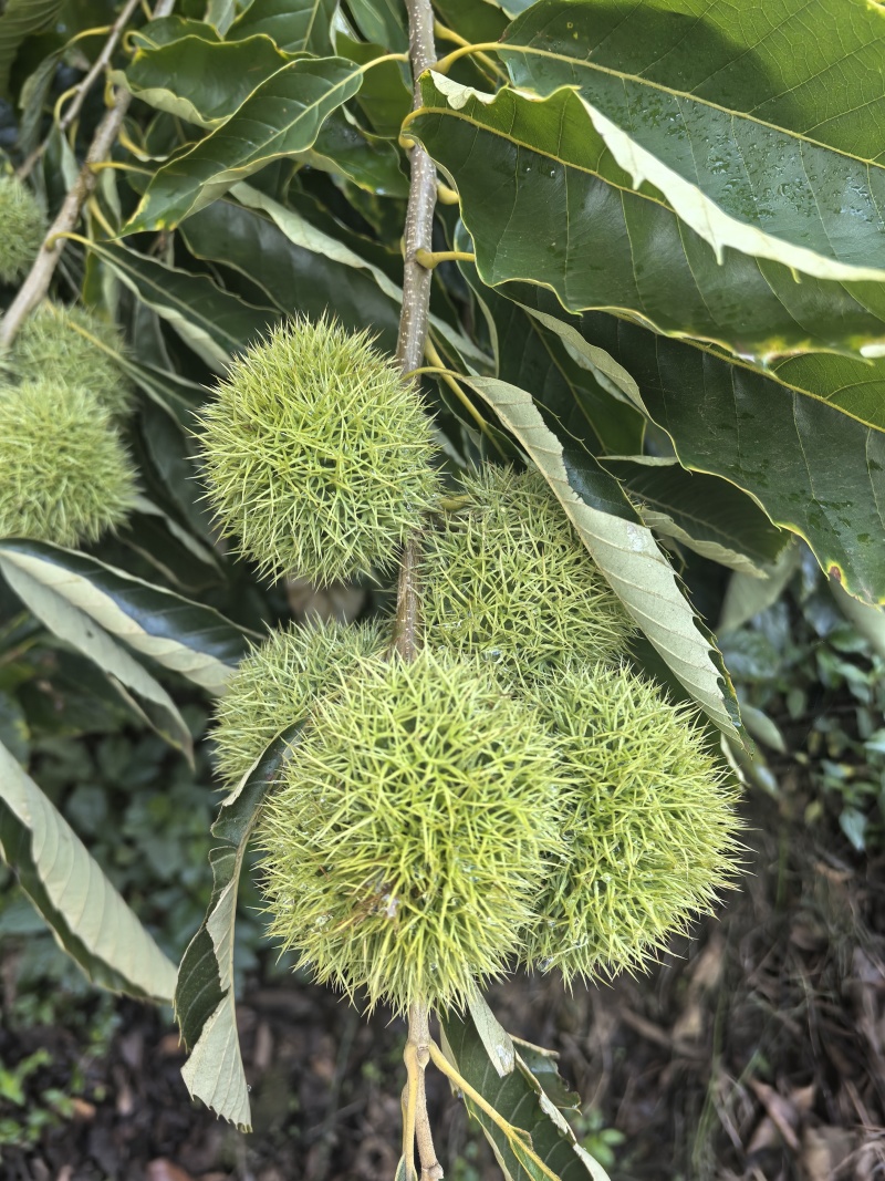 弥勒板栗