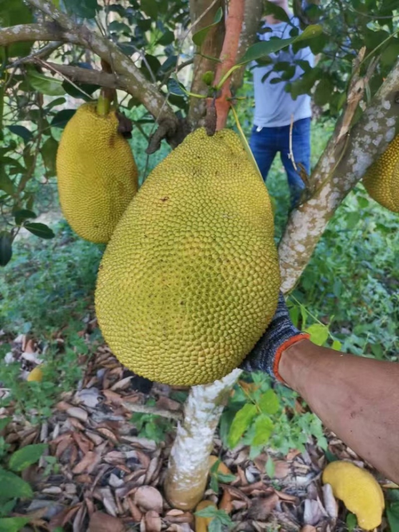 海南印尼红肉菠萝蜜苗，产地直发，可供批发商代理