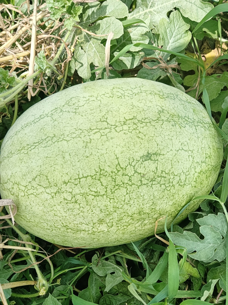 新红包西瓜