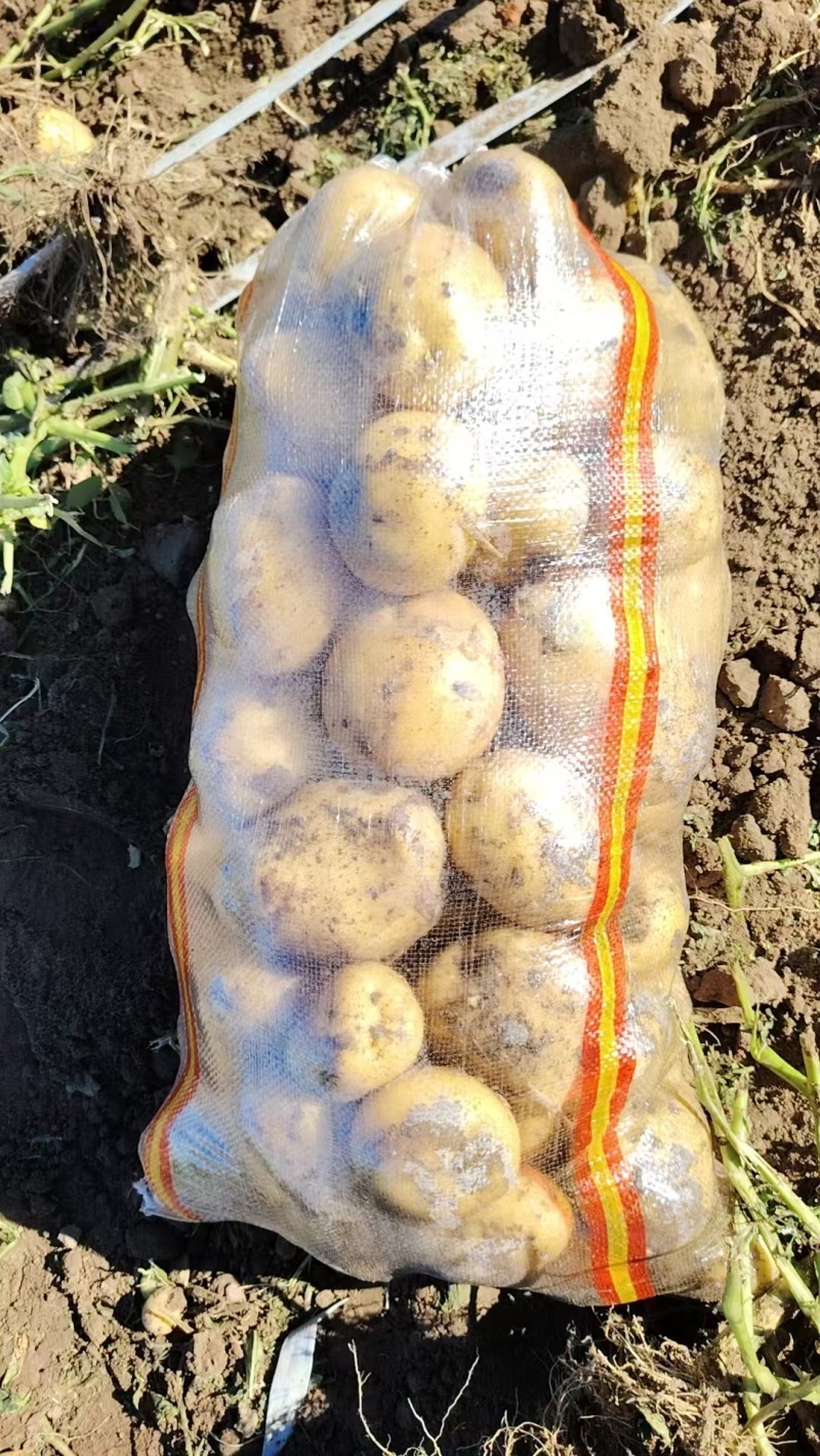 大量出售优质黄心土豆尤金885