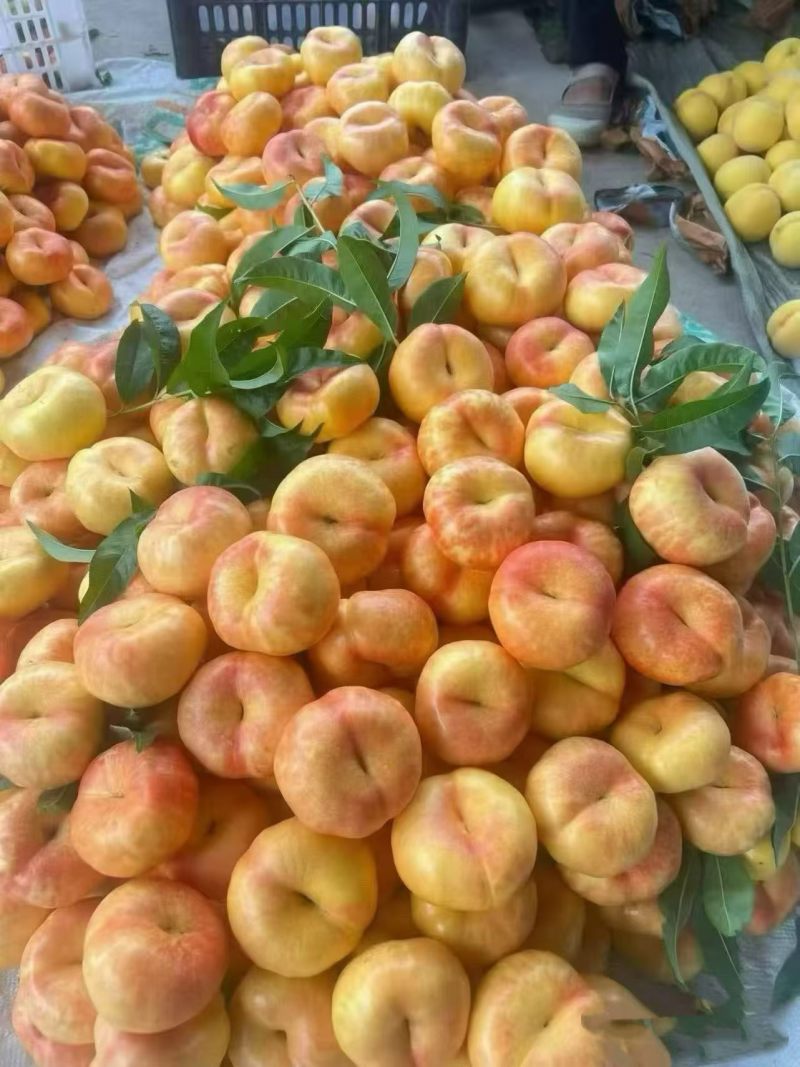 蒙阴蜜桃