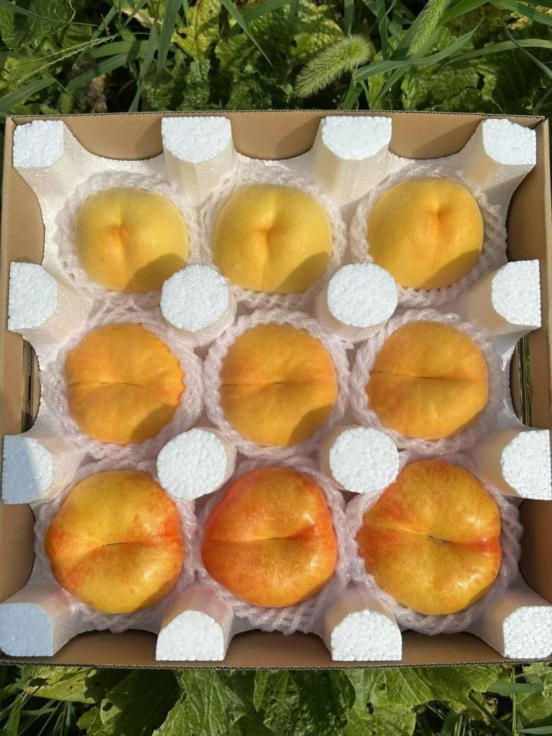 蒙阴蜜桃