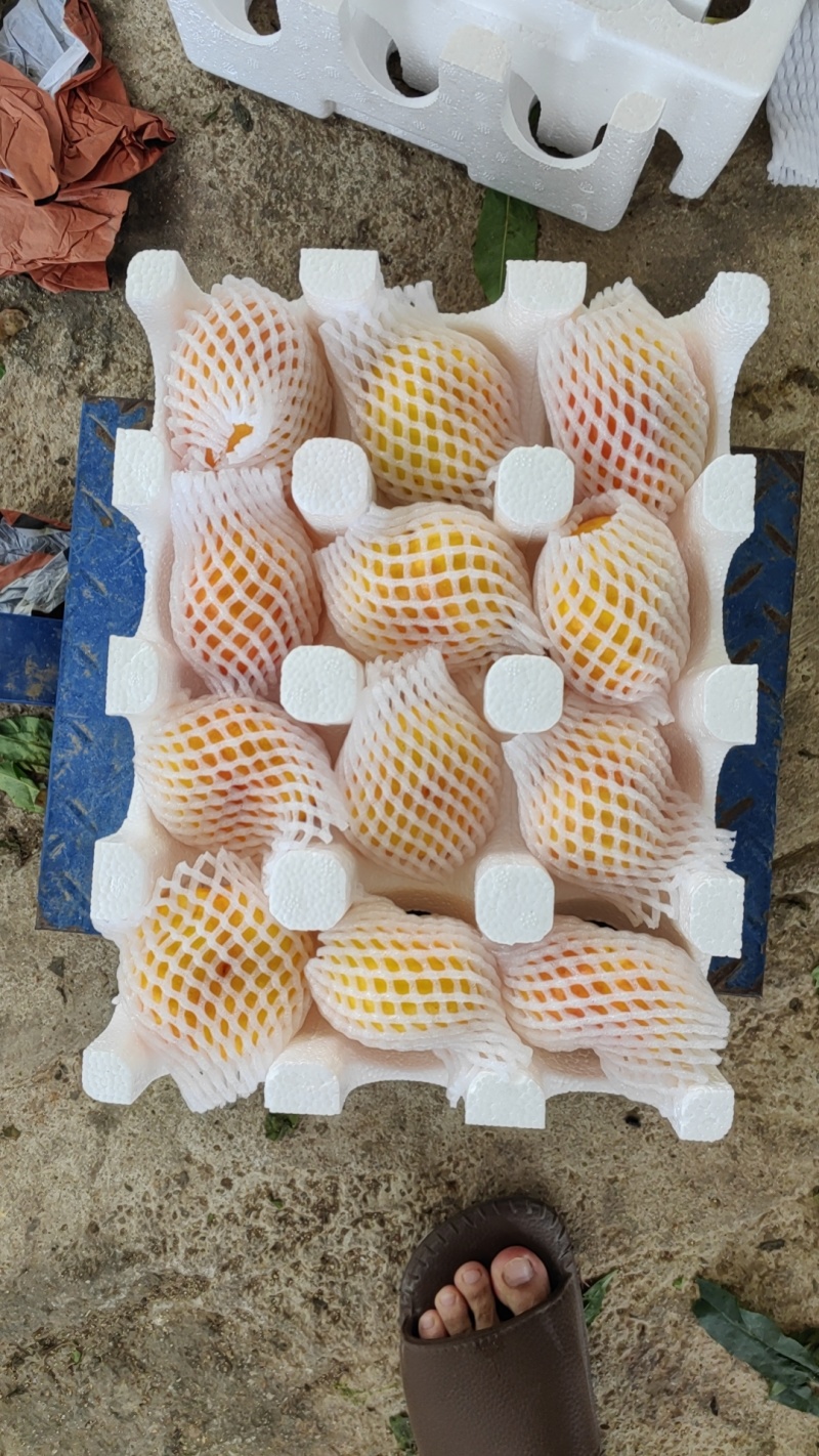 蒙阴蜜桃