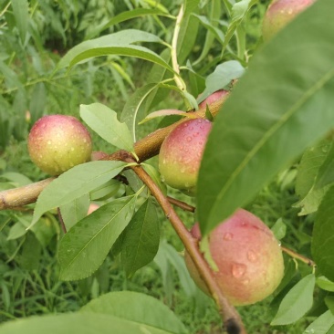 精品珍珠枣油桃大量有货现摘现发质优价廉量大从优