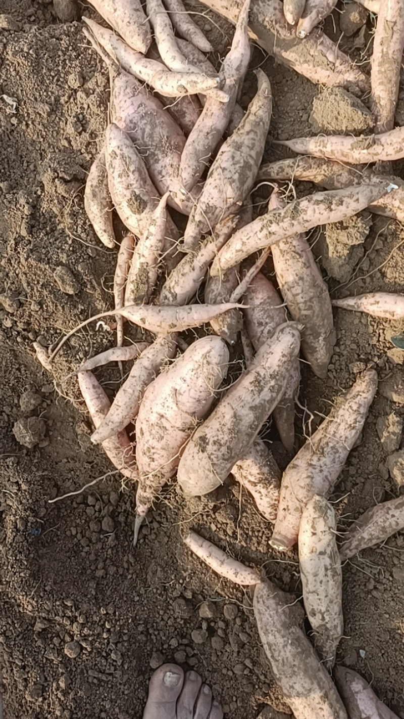 哈密，板栗烟薯。龙九33西瓜红都是沙土地，红薯原产地，地