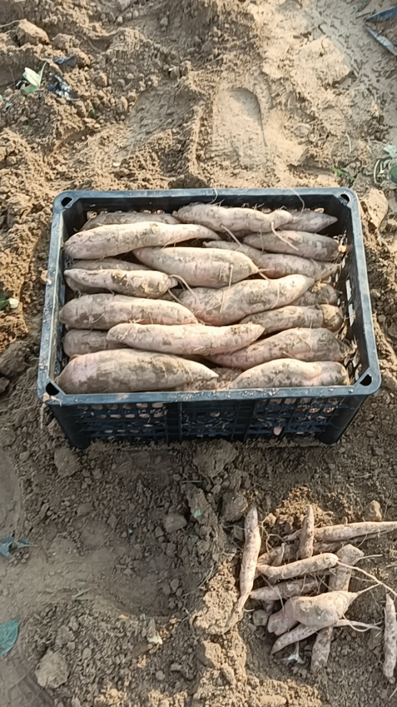 哈密，板栗烟薯。龙九33西瓜红都是沙土地，红薯原产地，地